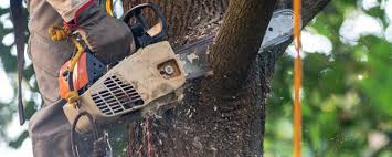 Best Tree Removal  in La Grulla, TX