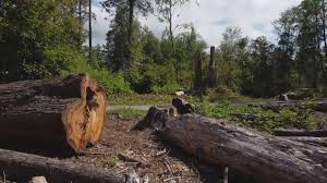 Best Storm Damage Tree Cleanup  in La Grulla, TX