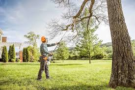 Leaf Removal in La Grulla, TX