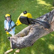 Best Emergency Tree Removal  in La Grulla, TX