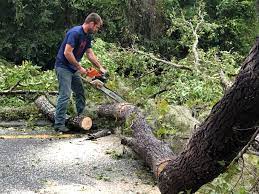 Why Choose Our Tree Removal Services in La Grulla, TX?