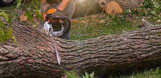  La Grulla, TX Tree Services Pros