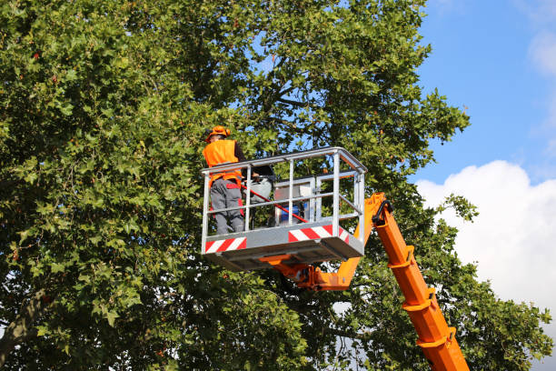 Best Stump Grinding and Removal  in La Grulla, TX