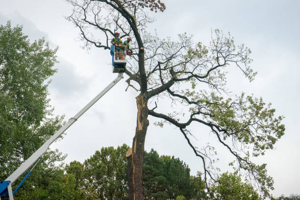 Best Arborist Consultation Services  in La Grulla, TX