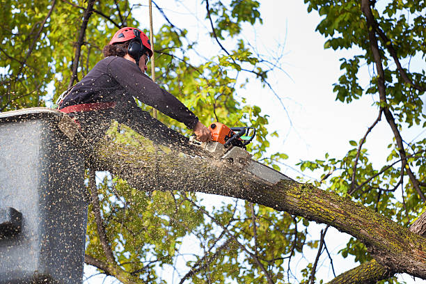 Best Root Management and Removal  in La Grulla, TX